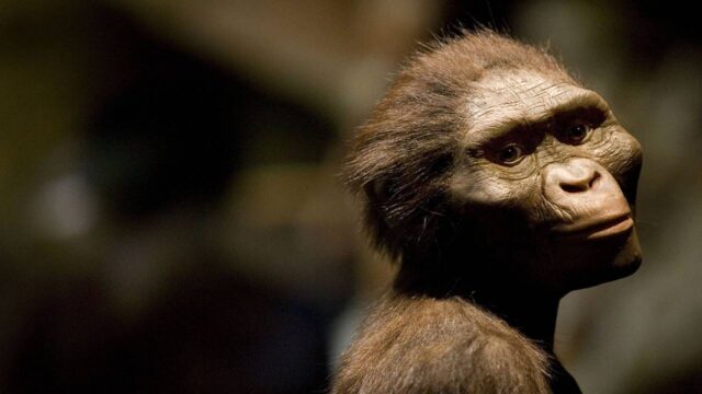 Australopithecus’lar Vejetaryen Miydi?