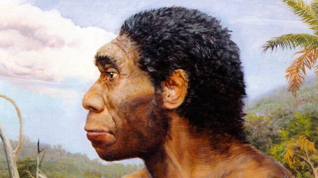 Homo Erectus Bilinenden Daha Zor Koşullarda Hayatta Kalmış!