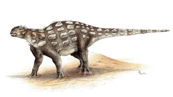 Kuyruklu Zırhlı Dinozorların İlk Kez Ayak İzi Bulundu